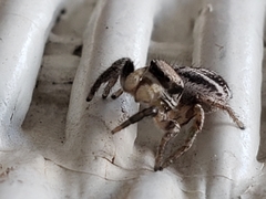 Habronattus cuspidatus