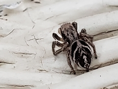 Habronattus cuspidatus