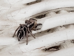 Habronattus cuspidatus