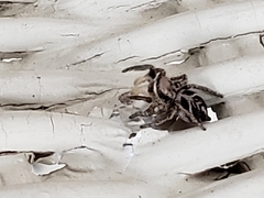 Habronattus cuspidatus