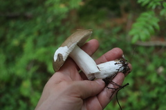 Russula consobrina