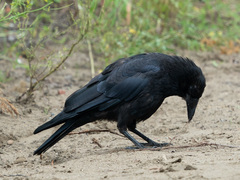 Corvus corone
