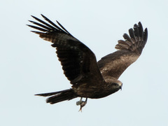 Milvus migrans