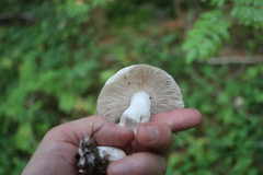 Russula consobrina