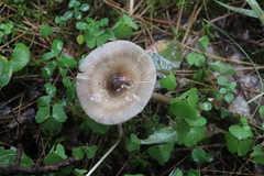 Amanita umbrinolutea