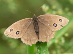 Minois dryas