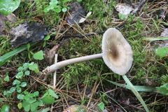 Amanita umbrinolutea