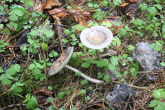 Amanita umbrinolutea
