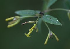 Wikstroemia canescens