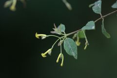 Wikstroemia canescens
