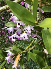 Dendrobium