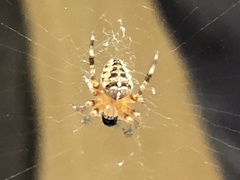 Araneus diadematus