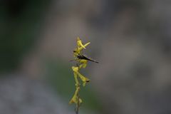 Corydalis cornuta