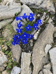 Gentiana bavarica