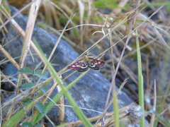 Pyrausta ostrinalis