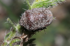 Psacasta exanthematica