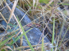 Pyrausta ostrinalis