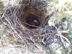 Campylorhynchus brunneicapillus