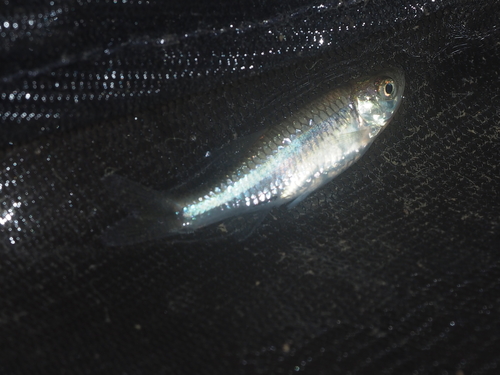 Sidestrap rasbora (Rasbora lateristriata) — Cyprinidae — 5