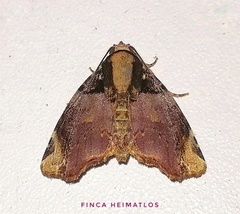 Drobeta