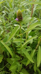 Prunella vulgaris lanceolata