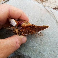 Ganoderma curtisii image