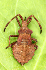 Coreus marginatus