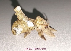 Inguromorpha polybia