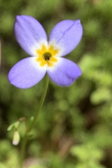 Houstonia serpyllifolia
