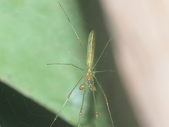 Tetragnatha hasselti
