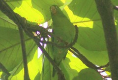 Brotogeris jugularis