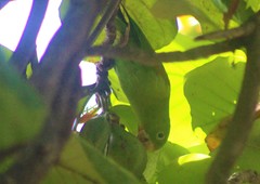 Brotogeris jugularis