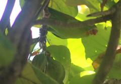 Brotogeris jugularis