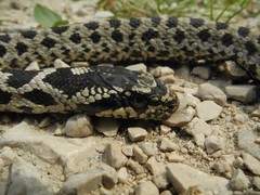 Elaphe quatuorlineata