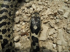 Elaphe quatuorlineata