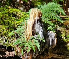 Mycogone calospora