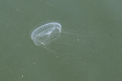 Aequorea victoria