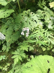 Achillea macrophylla