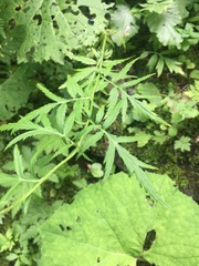 Achillea macrophylla
