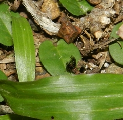 Homoneura trypetoptera