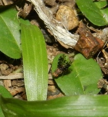 Homoneura trypetoptera