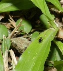 Meranoplus bicolor