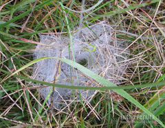 Diapontia uruguayensis