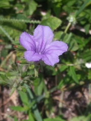 Ruellia ciliatiflora