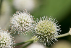 Eryngium yuccifolium