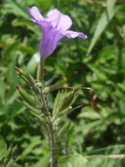 Ruellia ciliatiflora
