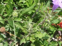 Ruellia ciliatiflora