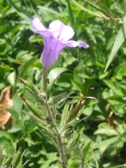 Ruellia ciliatiflora