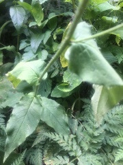 Hieracium prenanthoides