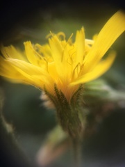 Hieracium prenanthoides